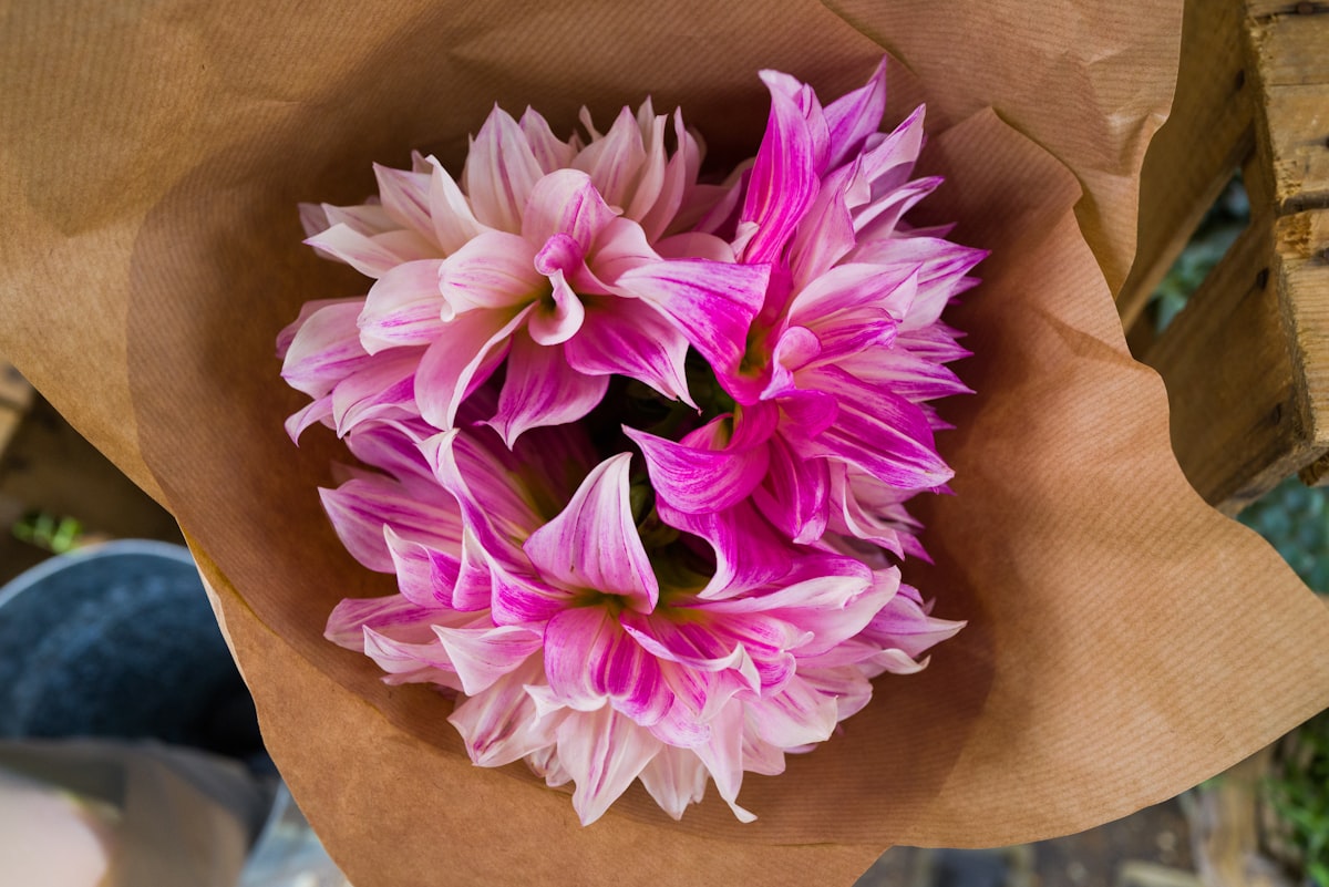 Dahlia rose et blanc (photo d'illustration)